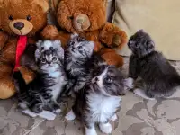 Котята Американский кёрл, фотография 8