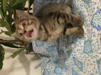 Котенок девочка бесплатно, фотография 2