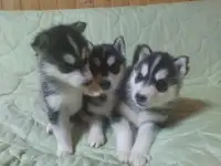 щенки хаски, фотография 2