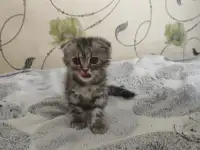Шотландская кошечка, фотография 6