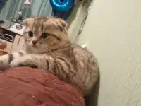 Продам шотландских котят, фотография 2
