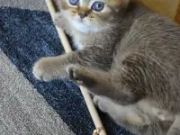 Шотландские прямоухие котята, фотография 2