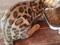 Продам бенгальского котика, фотография 4