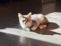 Кошечка ищет дом, фотография 4
