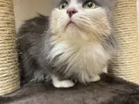 Трёхцветная кошечка Эльза ищет дом и любящую семью!, фотография 6