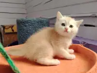 Шотландские котята. Мальчик., фотография 4