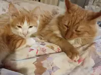 отдам котенка в хорошие руки, фотография 2