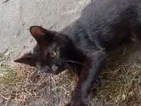 Котенок в дар, фотография 5