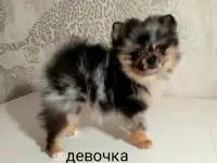 Шпиц, щенки редких окрасов, фотография 2