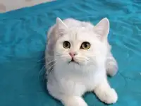 Британский котёнок, фотография 4