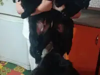 Щенки ньюфаундленда, фотография 2