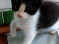 Ищу семью для котенка, фотография 4