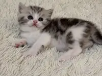 Котята Шотландские вислоухие, фотография 3