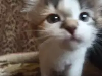 Кошка котенок трехцветная даром, фотография 3