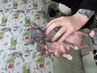 Котята канадского сфинкса, фотография 8