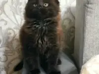 Мейн кун, фотография 3