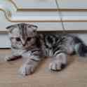 Шотландские котята(Scottish Fold), фотография 6