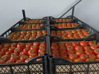 Томат Туркменистан оптом в Беларуси, фотография 2