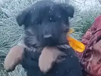 Немецкий овчарки щенки, фотография 4