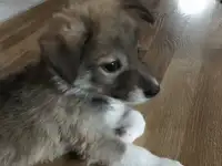 Щенок, 2 месяца,мальчик