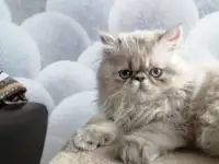 Пепсидский мальчик