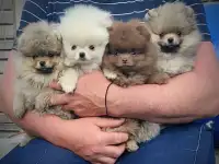 Померанский шпиц, щенки. Мини мишки