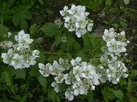 саженцы ежевики агавам