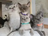 Продается котёнок Европейской бурмы, фотография 3