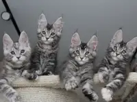 Мейн кун котята!, фотография 3