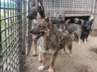 ПочтиВолки))) 17 псов отдам в хорошие руки, фотография 4