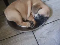 Щенки французский бульдог, фотография 11