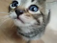 Отдам котят в добрые руки, фотография 4