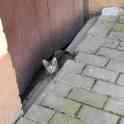Котята ищут дом или передержку, фотография 5