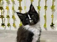 Мейнкун