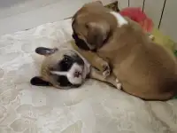 Щенки ф. Бульдога, фотография 3