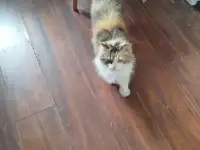 Отдам кошку породы Русская сторожевая в добрые руки., фотография 4