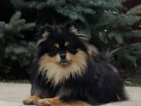 Померанский шпиц