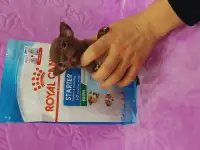 Мини чихуахуа, фотография 6
