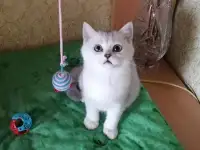 Британские котята, фотография 3