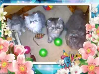 Персидские котята экстремального типа чистокровные.Персы.Котята., фотография 5