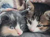 Котята, фотография 4