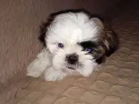 Щенок щит цу, фотография 3