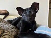 Ориентальные котята