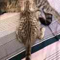 Шотландские котята, фотография 5