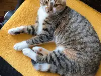 Кошка Лада ищет дом! Хотят выкинуть. Сос!