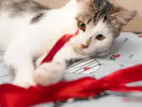 Кошка ГЛОРИЯ ищет дом, фотография 7