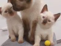 Чистокровные тайские (старосиамские) котята, фотография 2