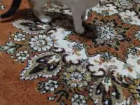 Раздам котят бесплатно, фотография 3