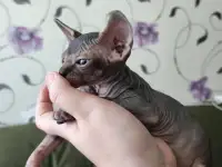 Котята канадского сфинкса, фотография 3