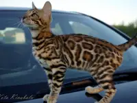 Бенгальские клубные котята, фотография 1